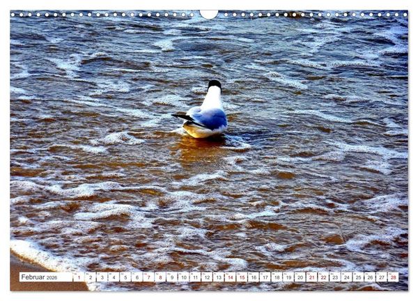 Produktbild: Lachm&ouml;wen an der Ostsee (Wandkalender 2026 DIN A3 quer), CALVENDO Monatskalender