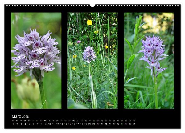 Produktbild: Heimische Orchideen im Dreierpack (Wandkalender 2026 DIN A2 quer), CALVENDO Monatskalender