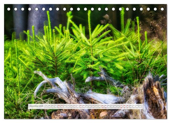 Produktbild: Traumhafte Waldstimmung am Rennsteig im Th&uuml;ringer Wald (Tischkalender 2026 DIN A5 quer), CALVENDO Monatskalender