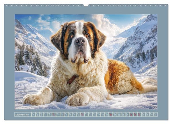 Produktbild: K&ouml;nigliche Bernhardiner. Die sanften Riesen der Alpen (hochwertiger Premium Wandkalender 2026 DIN A2 quer), Kunstdruck in Hochglanz