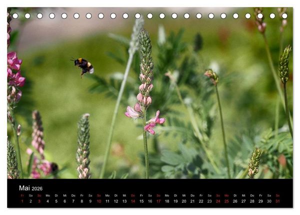 Produktbild: Hummelflug (Tischkalender 2026 DIN A5 quer), CALVENDO Monatskalender