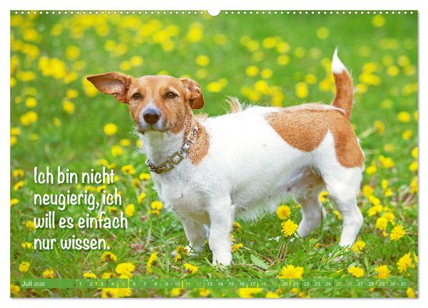 Produktbild: Jack Russell Terrier: Komm spielen (hochwertiger Premium Wandkalender 2026 DIN A2 quer), Kunstdruck in Hochglanz