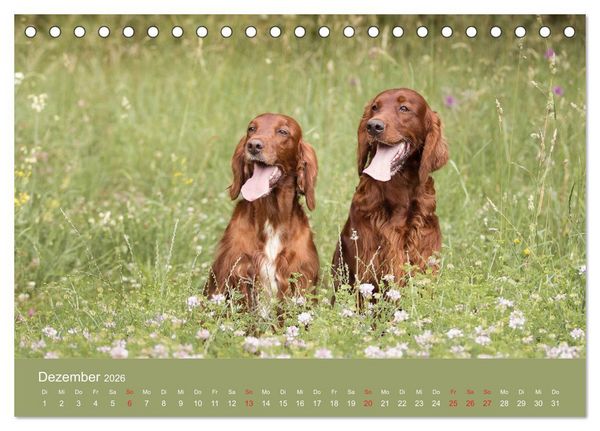 Produktbild: Setter - Geliebter Freund und Jagdkamerad (Tischkalender 2026 DIN A5 quer), CALVENDO Monatskalender