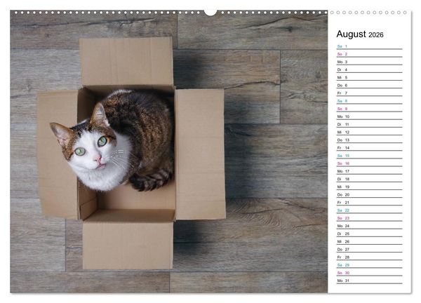 Produktbild: Karton Katzen (hochwertiger Premium Wandkalender 2026 DIN A2 quer), Kunstdruck in Hochglanz