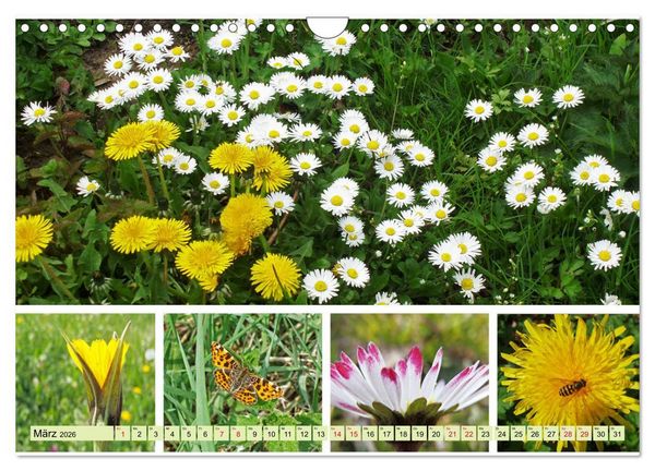 Produktbild: Bl&uuml;tenmeer am Wegesrand (Wandkalender 2026 DIN A4 quer), CALVENDO Monatskalender