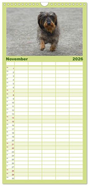 Produktbild: Familienplaner 2026 - Der Zwergrauhaardackel - Eigensinnig und Liebenswert mit 5 Spalten (Wandkalender, 21 x 45 cm) CALVENDO