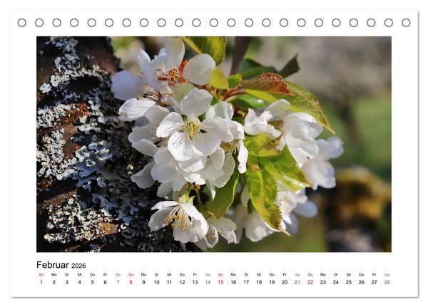 Produktbild: Kirschbl&uuml;te rund um Witzenhausen (Tischkalender 2026 DIN A5 quer), CALVENDO Monatskalender