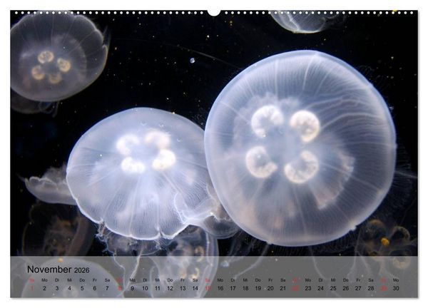Produktbild: Quallen. Die Welt der Medusen (hochwertiger Premium Wandkalender 2026 DIN A2 quer), Kunstdruck in Hochglanz