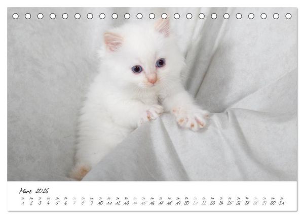 Produktbild: Ragdoll Kitten (Tischkalender 2026 DIN A5 quer), CALVENDO Monatskalender