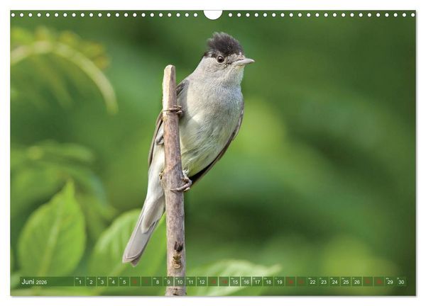 Produktbild: Steckbriefe einheimischer V&ouml;gel (Wandkalender 2026 DIN A3 quer), CALVENDO Monatskalender