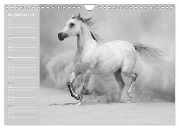 Produktbild: Arabische Pferde (Wandkalender 2026 DIN A4 quer), CALVENDO Monatskalender