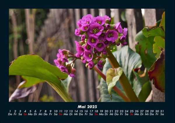 Produktbild: Blumentr&auml;ume 2025 Fotokalender DIN A4