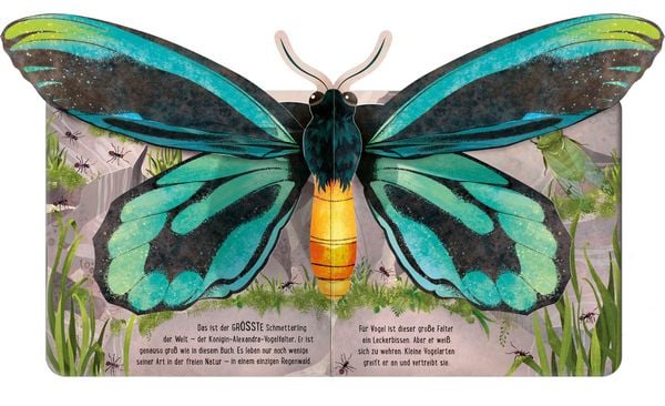 Produktbild: Mein erstes Pop-up-Buch: Schmetterlinge
