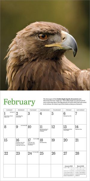 Produktbild: Audubon Eagles Mini Wall Calendar 2026