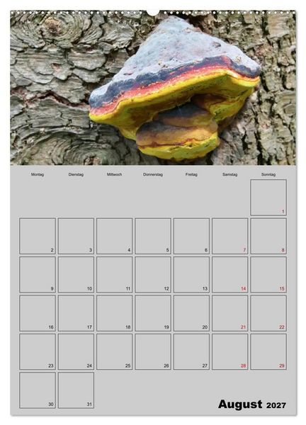 Produktbild: Quer durch die Pilze (Wandkalender 2027 DIN A2 hoch), CALVENDO Monatskalender
