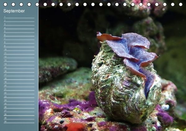 Produktbild: Bunte Riffbewohner - Fische, Anemonen und noch viel mehr (Tischkalender immerw&auml;hrend DIN A5 quer)