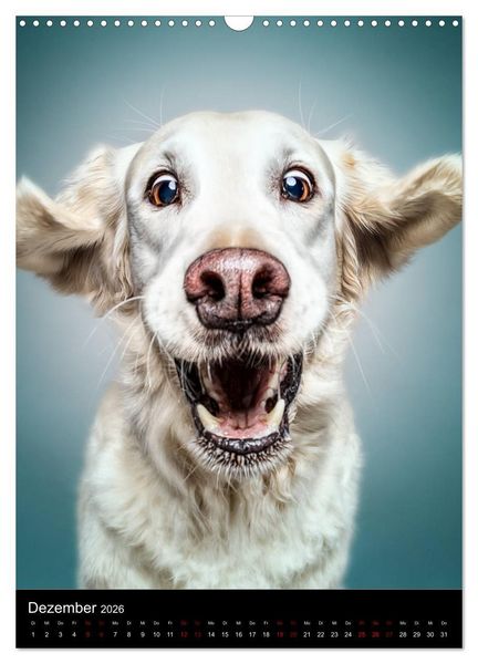 Produktbild: Funny Faces - Lustige Hundebilder (Wandkalender 2026 DIN A3 hoch), CALVENDO Monatskalender