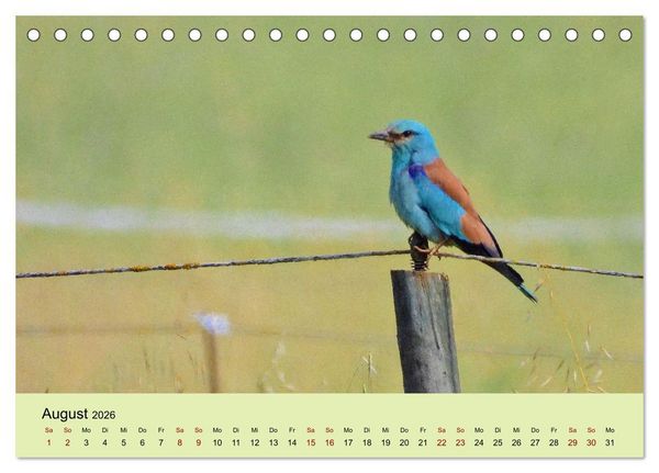 Produktbild: Flamingo und Co - Faszinierende Vogelwelt S&uuml;dfrankreichs (Tischkalender 2026 DIN A5 quer), CALVENDO Monatskalender