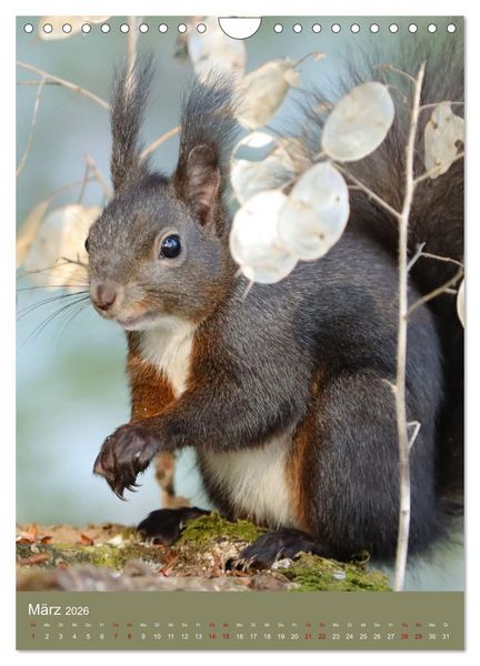 Produktbild: Eichh&ouml;rnchen - zauberhafte Waldbewohner (Wandkalender 2026 DIN A4 hoch), CALVENDO Monatskalender