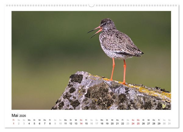Produktbild: Fauna arctica (Wandkalender 2026 DIN A2 quer), CALVENDO Monatskalender
