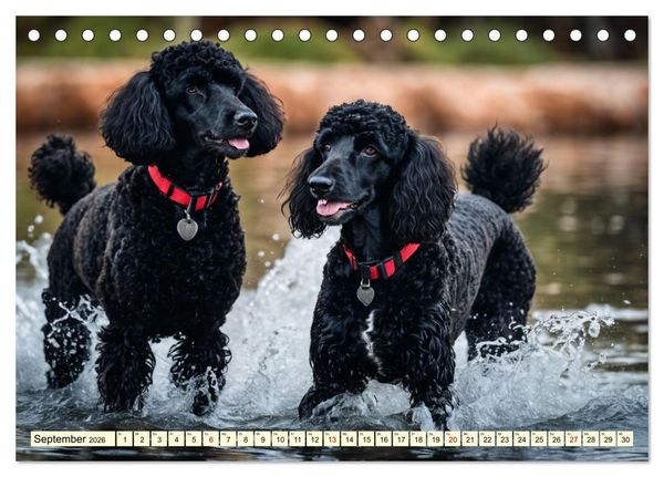Produktbild: Pudel in allen Farben und Gr&ouml;&szlig;en (Tischkalender 2026 DIN A5 quer), CALVENDO Monatskalender