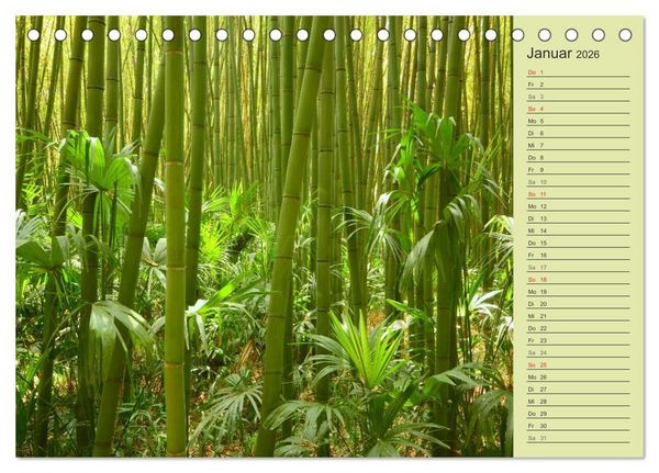 Produktbild: BAMBUS (Tischkalender 2026 DIN A5 quer), CALVENDO Monatskalender