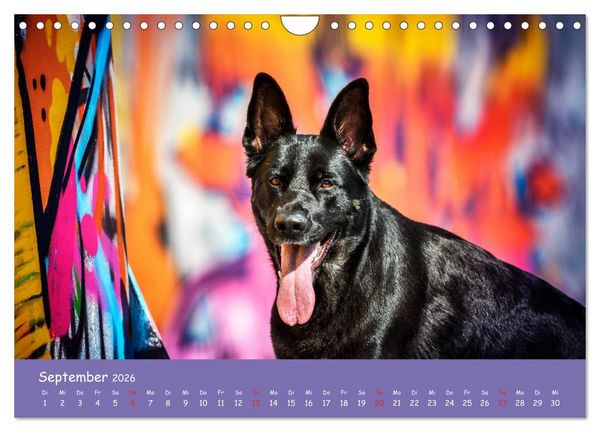 Produktbild: Hunde und Graffiti (Wandkalender 2026 DIN A4 quer), CALVENDO Monatskalender