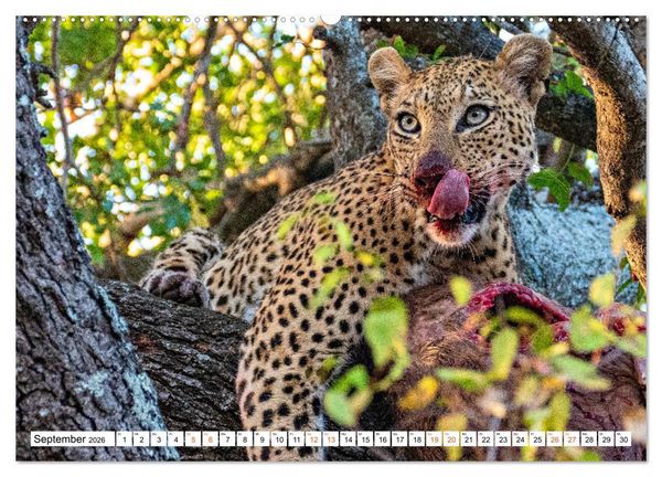 Produktbild: S&uuml;dafrikas wilde Katzen (hochwertiger Premium Wandkalender 2026 DIN A2 quer), Kunstdruck in Hochglanz