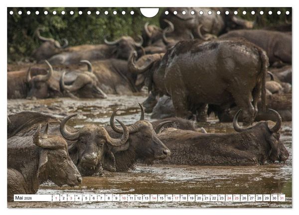 Produktbild: Wunderwelt der Tiere - S&uuml;dafrika (Wandkalender 2026 DIN A4 quer), CALVENDO Monatskalender
