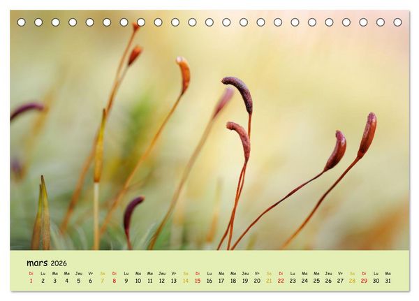 Produktbild: Le monde majestueux des mousses (Calendrier de bureau 2026 DIN A5 vertical), CALVENDO calendrier mensuel