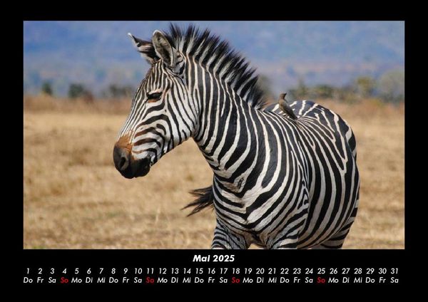 Produktbild: Zebrazauber 2025 Fotokalender DIN A3