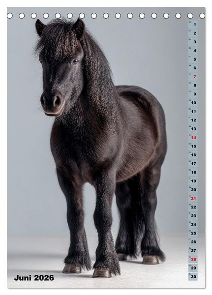 Produktbild: Das Leben ist ein Ponyhof - Zwergponys im Studiolicht (Tischkalender 2026 DIN A5 hoch), CALVENDO Monatskalender