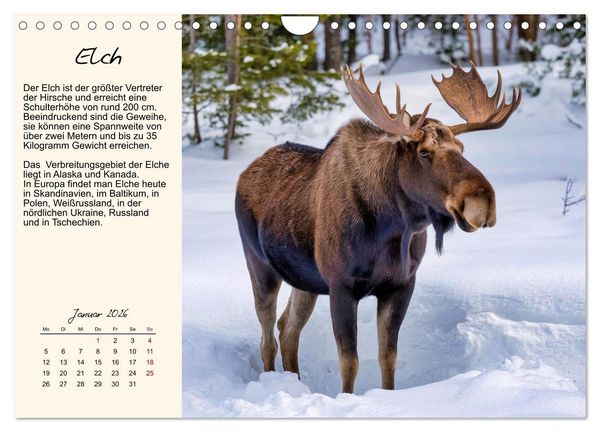 Produktbild: Majest&auml;tische Horntr&auml;ger (Wandkalender 2026 DIN A4 quer), CALVENDO Monatskalender