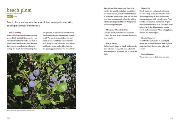 Produktbild: Southeast Foraging