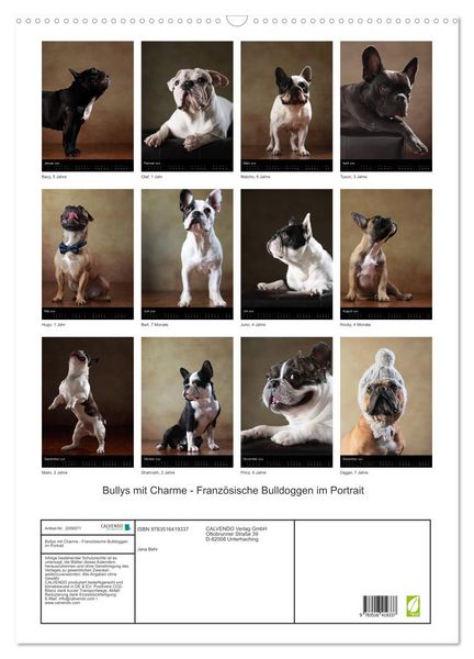 Produktbild: Bullys mit Charme - Franz&ouml;sische Bulldoggen im Portrait (Wandkalender 2026 DIN A2 hoch), CALVENDO Monatskalender