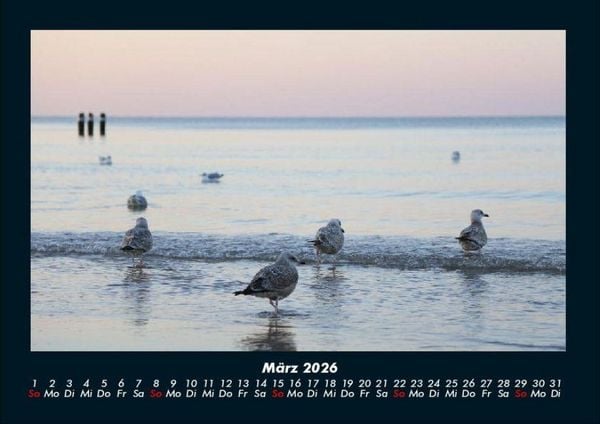 Produktbild: M&ouml;wen 2026 Fotokalender DIN A4