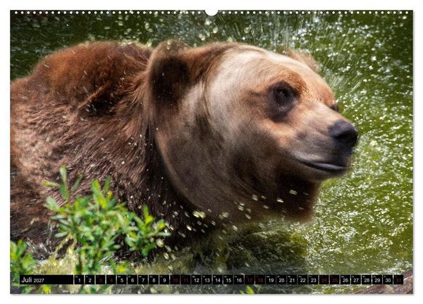 Produktbild: Grizzlys und Geisterb&auml;ren - Glendale Cove, Kanada (hochwertiger Premium Wandkalender 2027 DIN A2 quer), Kunstdruck in Hochglanz