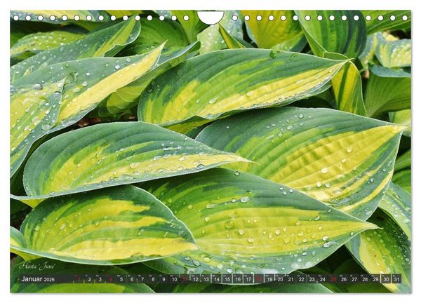 Produktbild: Hosta Staude mit Herz (Wandkalender 2026 DIN A4 quer), CALVENDO Monatskalender