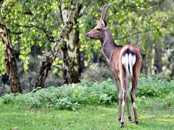 Produktbild: CALVENDO Puzzle Der Sikahirsch - Der kleine Asiat in unseren W&auml;ldern | 1000 Teile Lege-Gr&ouml;&szlig;e 64x48cm Foto-Puzzle f&uuml;r gl&uuml;ckliche Stunden