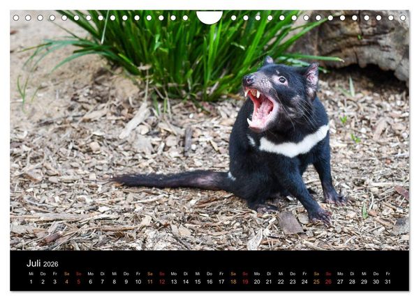 Produktbild: Australien, tierischer Kontinent (Wandkalender 2026 DIN A4 quer), CALVENDO Monatskalender