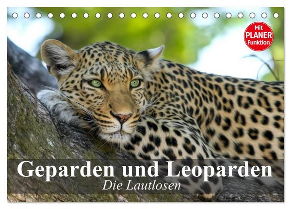 Die Lautlosen. Geparden und Leoparden (Tischkalender 2026 DIN A5 quer), CALVENDO Monatskalender