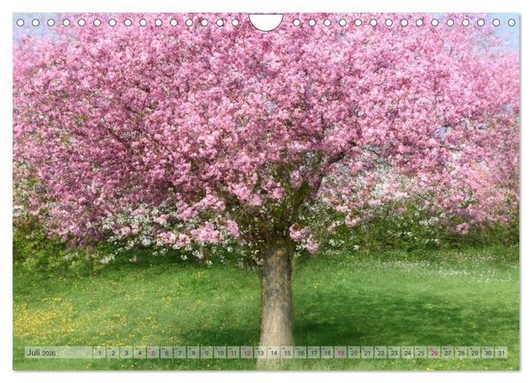 Produktbild: Vielfalt der B&auml;ume - variety of trees (Wandkalender 2026 DIN A4 quer), CALVENDO Monatskalender