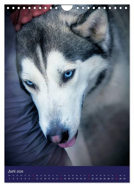 Produktbild: Huskies - Artwork (Wandkalender 2026 DIN A4 hoch), CALVENDO Monatskalender