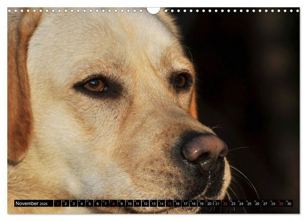 Produktbild: Labrador Retriever - ein Herz auf 4 Pfoten (Wandkalender 2026 DIN A3 quer), CALVENDO Monatskalender