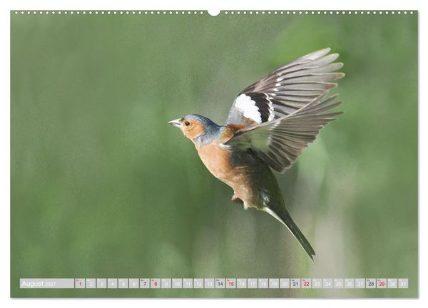 Produktbild: Flugk&uuml;nstler in luftiger H&ouml;he - Heimische Singv&ouml;gel im Flug (Wandkalender 2027 DIN A2 quer), CALVENDO Monatskalender