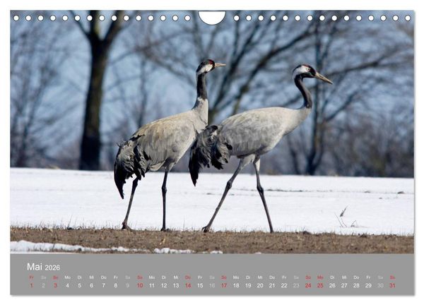 Produktbild: Kraniche in Vorpommern (Wandkalender 2026 DIN A4 quer), CALVENDO Monatskalender