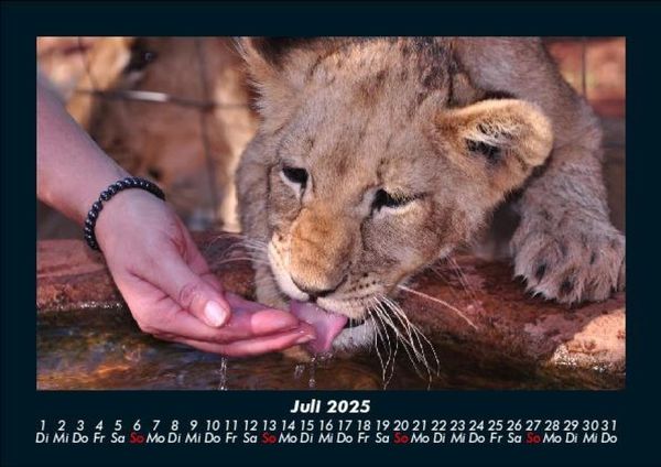 Produktbild: L&ouml;wen in der Wildnis 2025 Fotokalender DIN A5