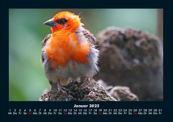 Produktbild: Vogelparadies 2025 Fotokalender DIN A4