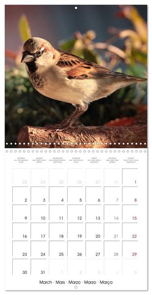 Produktbild: The Wild Sparrow Gang (Wall Calendar 2026 12 &times; 12 Inch) CALVENDO 12 Month Wall Calendar