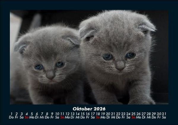 Produktbild: F&uuml;r Katzenfreunde 2026 Fotokalender DIN A5